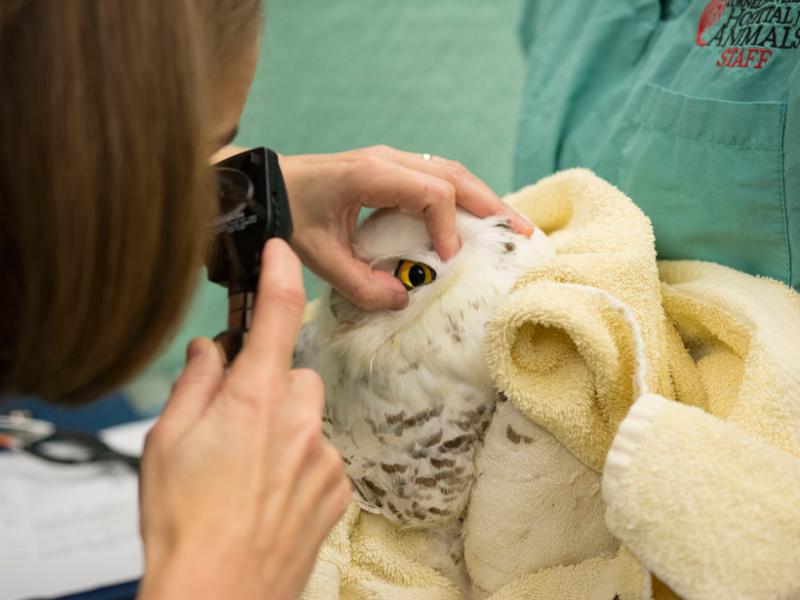 An adult snowy owl has an ophthalmic exam. 