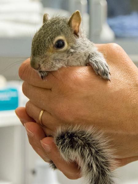 A juvenile squirrel that was caught by a cat. 