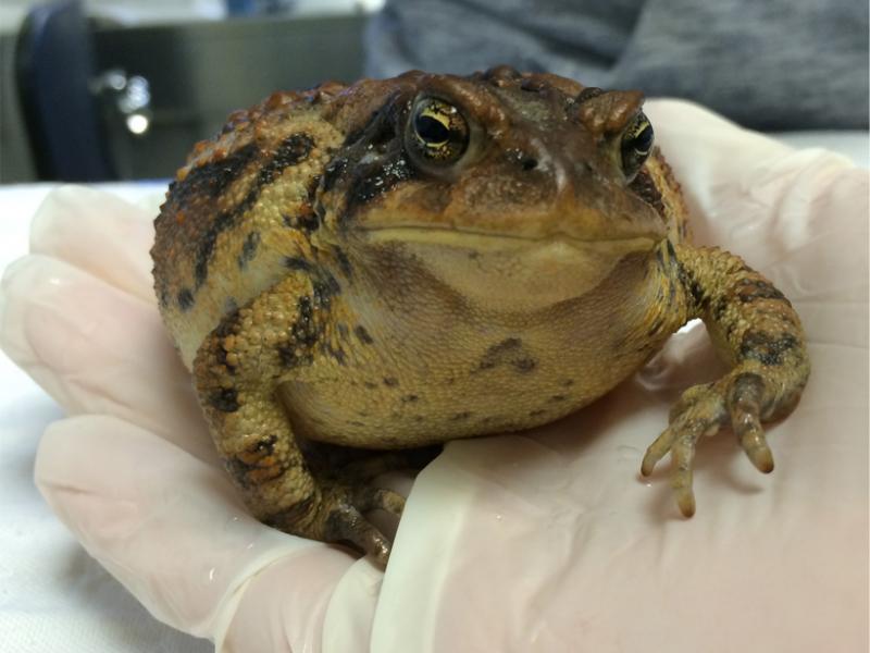 An American toad being treated for a leg fracture. 