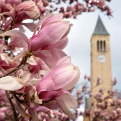 Cornell clock tower- cherry blossoms