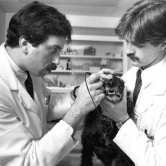 Circa mid 1980, students perform an eye exam on a dog. 