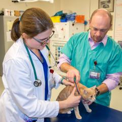 Dr. Brian Collins with a student perform a physical exam on a cat, 2015