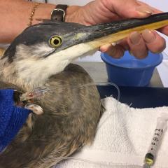 A very ill great blue heron receiving life-saving treatment. 