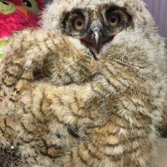 A juvenile great horned owl that was blown from the nest during a storm. 