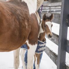 Tigger the foal peeks from behind his mother at the Cornell Equine Park.