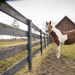 Moe, a pregnant mare at the Cornell Equine Park stands outside in a paddock