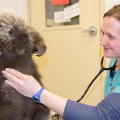 An adult male porcupine has his heart and lungs listened to.