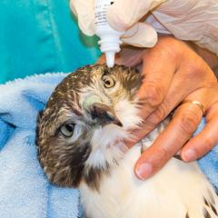 A red-tailed hawk receives treatment for ocular inflammation. 