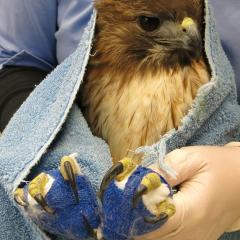 A red-tailed hawk with leg and foot paralysis from lead toxicity.