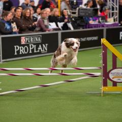 A Australian shepherd jumps over an obstacle at Westminster