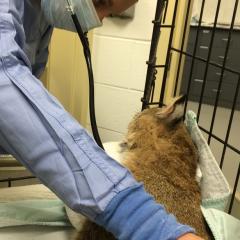 An adult female bobcat recovering from surgery.