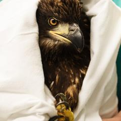 A juvenile bald eagle ready to receive treatments for lead toxicity. 