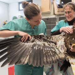 A thorough wing examination on a juvenile bald eagle. 