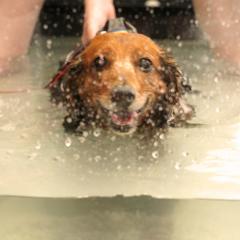 dog in the underwater treadmill