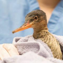 A female merganser under treatment for a fractured wing. 
