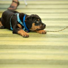 A puppy lies on the carpet in the CVM atrium at Reunion