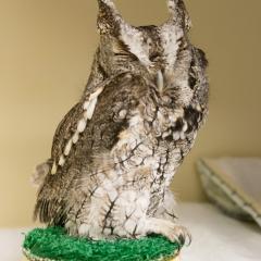 An eastern screech owl that was hit by a car. 