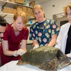An adult snapping turtle receives an exam. 