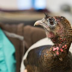 An adult female turkey recovering from road salt toxicity.