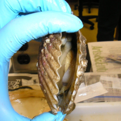 AQUAVET student examining an open scallop in the lab