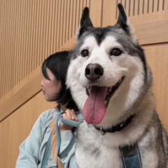 A husky seated on the floor of the lecture hall in front of its owner
