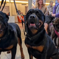 Two rottweiler dogs in the atrium