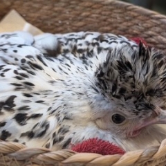 A hen in a basket in the atrium