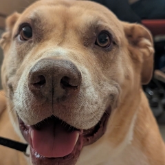 A mixed breed dog smiles at the camera in the lecture hall
