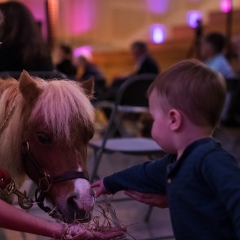 A child interacts with a mini horse