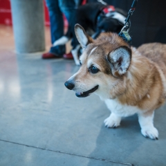 A corgi at the concert