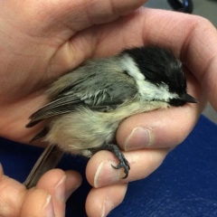 Person holding a chickadee 