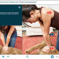 Women applies CPR to dog