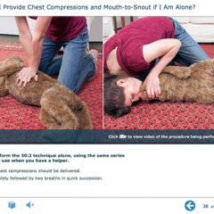 CPR is applied to a dog