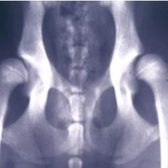 Images of dogs with good and poor (dysplastic) hip conformation