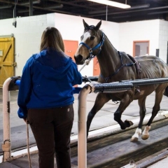 A horse running on a treadmill