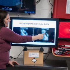 Doctor reviewing an ultrasound