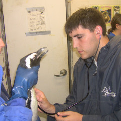 AQUAVET student performing a penguin exam
