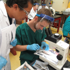 AQUAVET student examining a squid