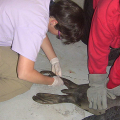 AQUAVET student performing a seal exam