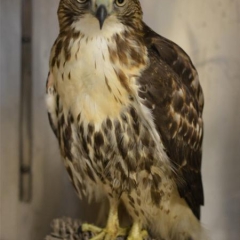 A hawk perched on a table