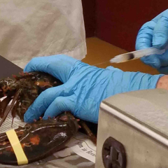 AQUAVET student examining a lobster in the lab