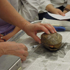 AQUAVET student working in a wet lab
