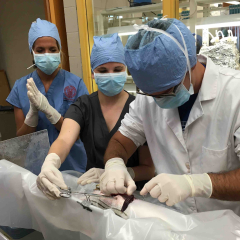 AQUAVET students performing surgery on a fish