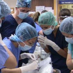 AQUAVET students performing surgery on a fish