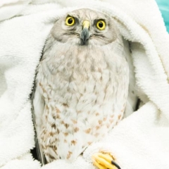 Male harrier resting in a blanket 