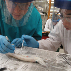 AQUAVET student working in a wet lab