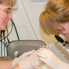 Two attendants carefully examining an opossum