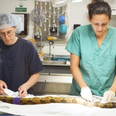 A rattlesnake on an operating table 