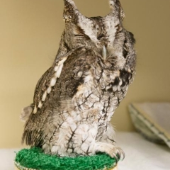 A owl resting on a perch with his eyes closed