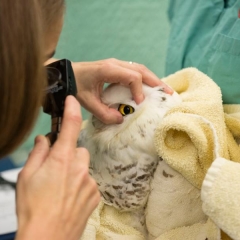 Attendant looking into the owls eye with light